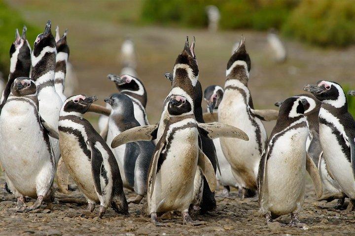 Cruise Shore Excursion Punta Tombo med Boxlunch fra Pto Madryn