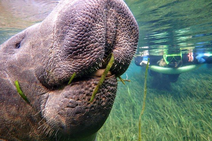 Visite de la nage avec les lamantins avec un photographe dans l'eau