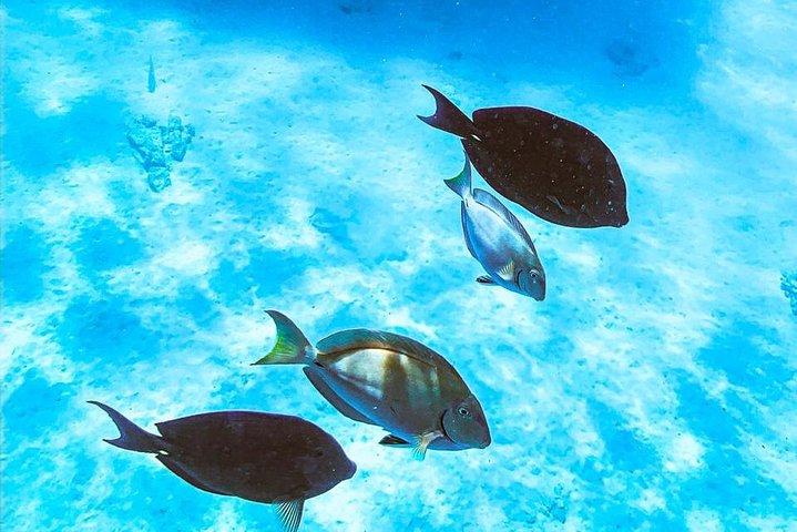 Snorkel para grupos pequenos em Catalina Bay e vela ao pôr do sol somente para adultos