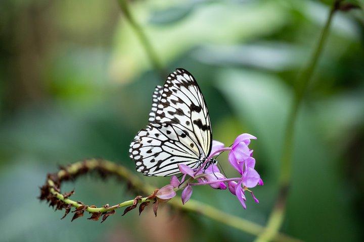 ヒューストン自然科学博物館とコックレル バタフライ センター