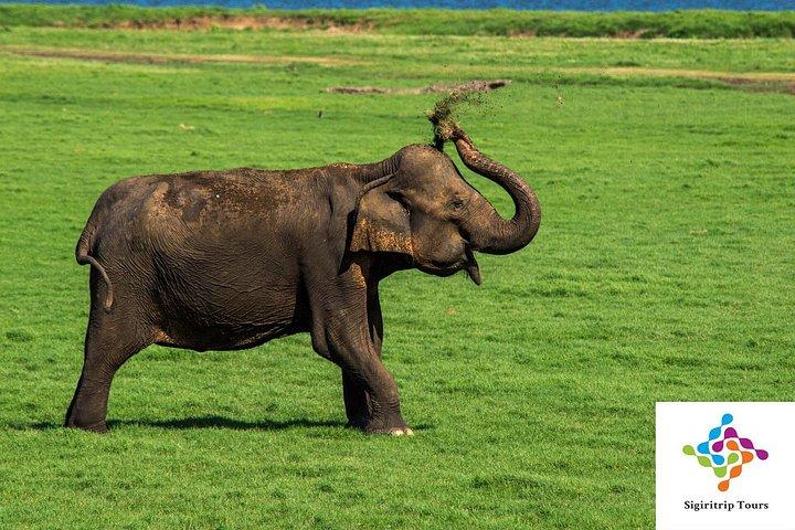 Personal Driver For Your Two Weeks Round Tour In Sri Lanka