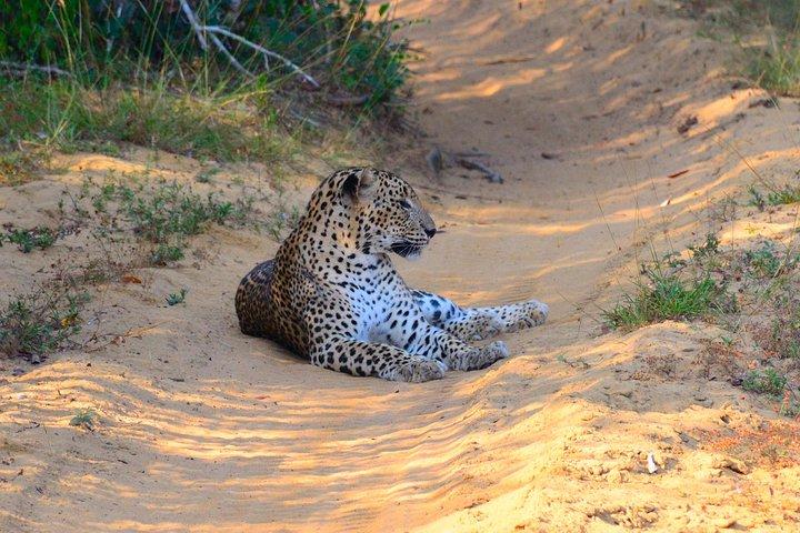 ウィルパトゥ国立公園プライベートサファリ（オールインクルーシブ）キャンディから