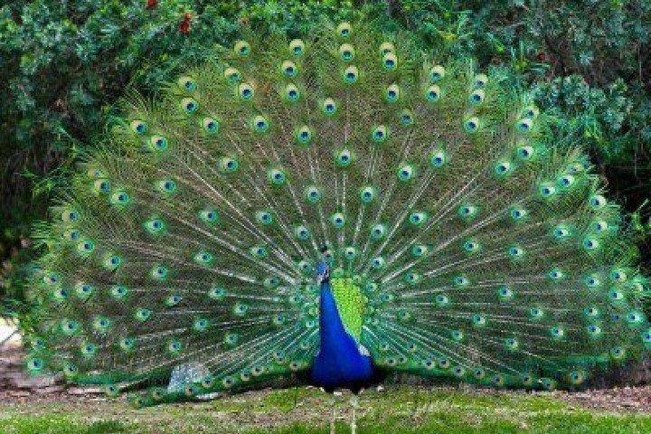 ウィルパトゥ国立公園プライベートサファリ（オールインクルーシブ）キャンディから