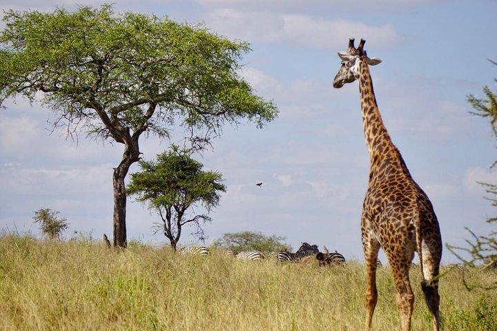 1-daagse Tanzania Wildlife Safari's in Tarangire National Park