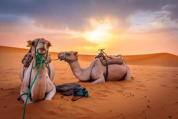 Excursion privée de 3 jours dans le désert Marrakech à Merzouga Dunes, Camel Trek
