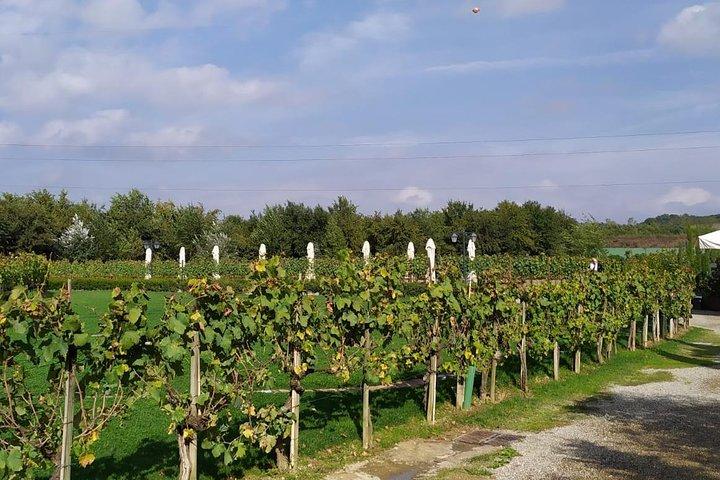 Siena e San Gimignano de Roma: passeio de degustação de vinhos na Toscana