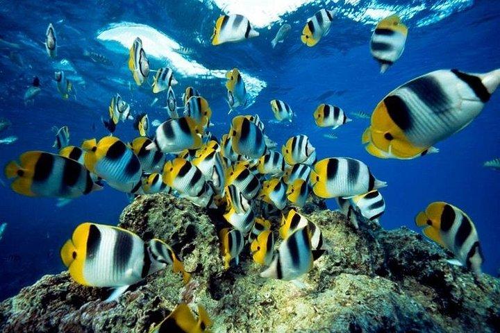 ハルガダから：ランチ付きのオレンジベイシュノーケリング旅行