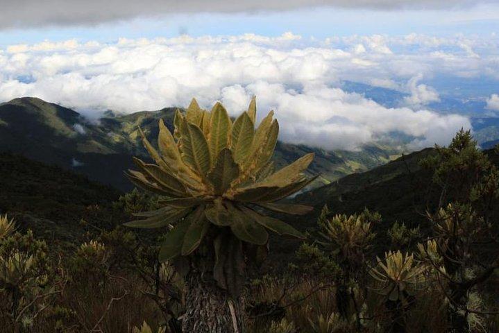 Entdecken Sie Frailejones im Nationalpark Los Nevados (2 Tage)