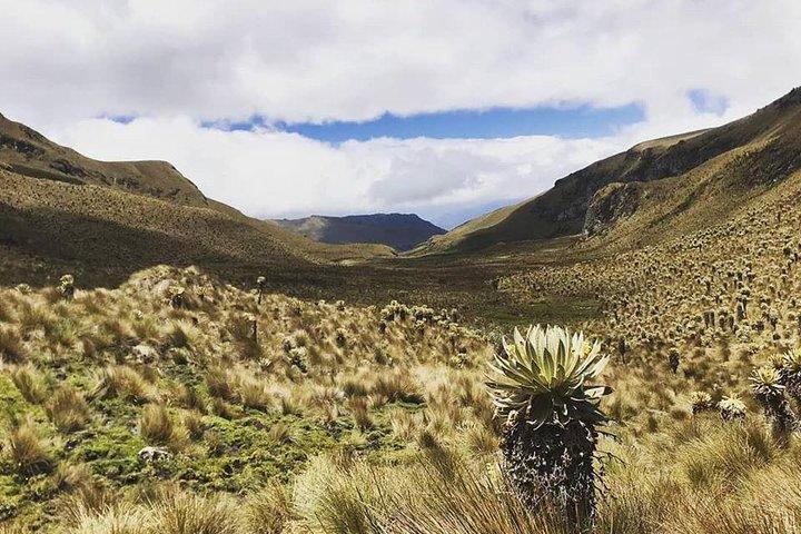 Entdecken Sie Frailejones im Nationalpark Los Nevados (2 Tage)