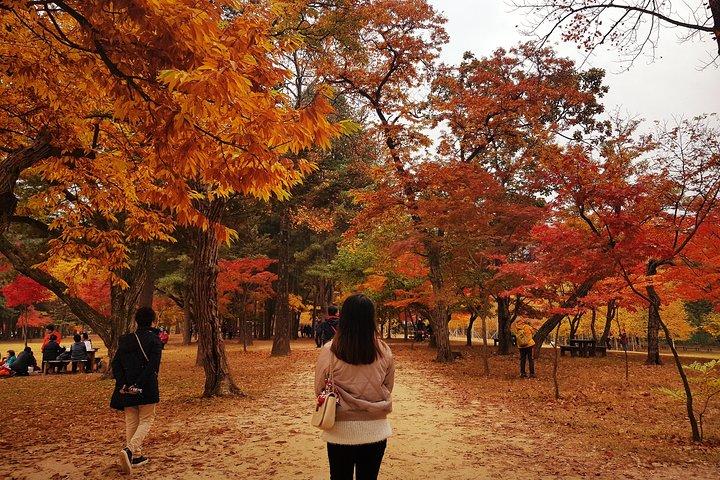 [ Journée complète ] Nami Island & Petit France De Séoul