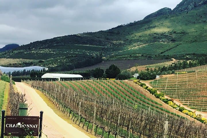 Private Constantia Wine Tour