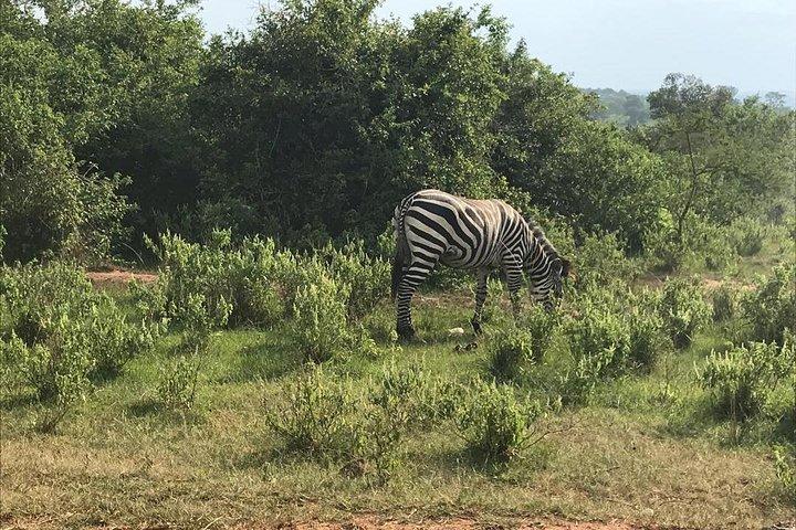 1 Tag Lake Mburo National Park