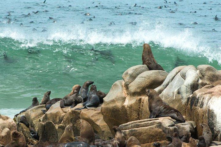Full Day Drive a Cape Cross
