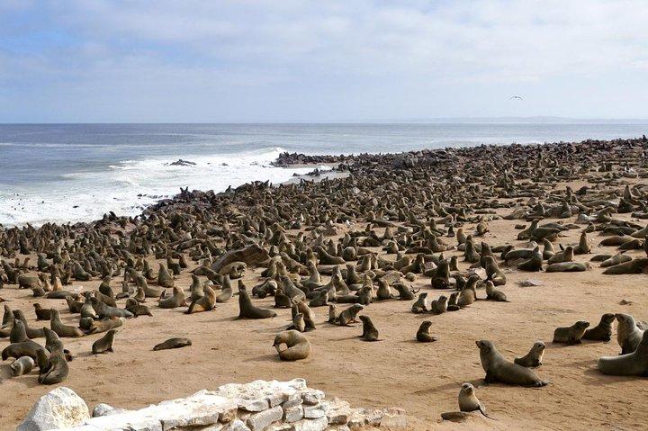 Full Day Drive a Cape Cross