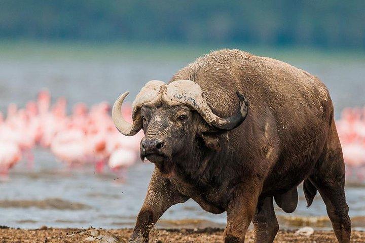 Lake Nakuru Day Trip From Nairobi