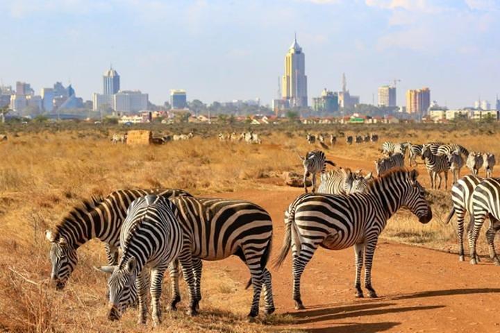 Début de matinée dans le parc national de Nairobi