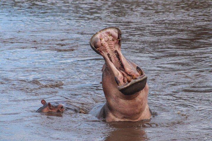 3-dages safari fra Arusha: Serengeti og Ngorongoro