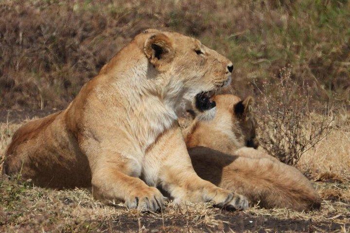 3-dagars safari till Serengeti National Park