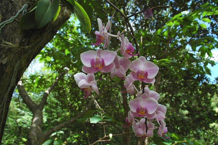 St Lucia Rainforest Walk