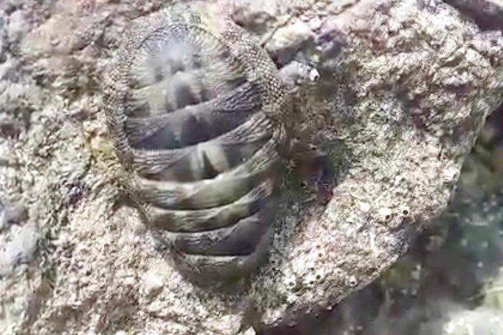 カピタン島へのカヤックとシュノーケリングの旅。ラスバウラス国立公園の一部