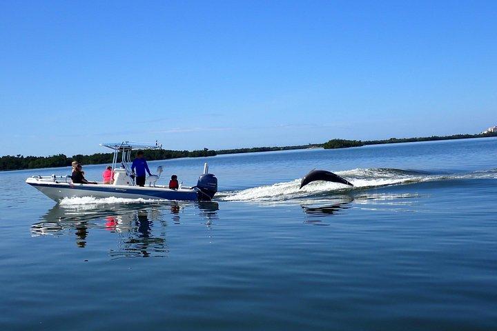 Dolphin Tours - Fort Myers Beach / Naples