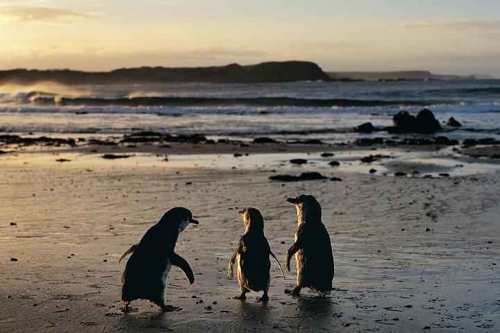 Parata dei pinguini e Riserva dei koala di Philip Island da Melbourne