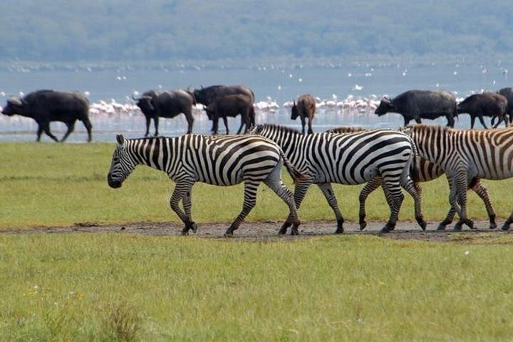 ナクル湖公園での終日ツアーとオプションでナイバシャ湖でのボートツアー