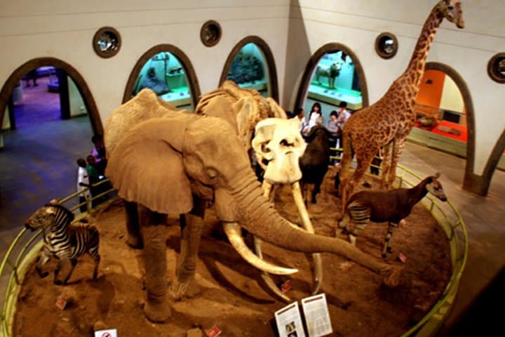 Day Tour Nairobi Museum, Giraffe Centre & Nairobi National Park