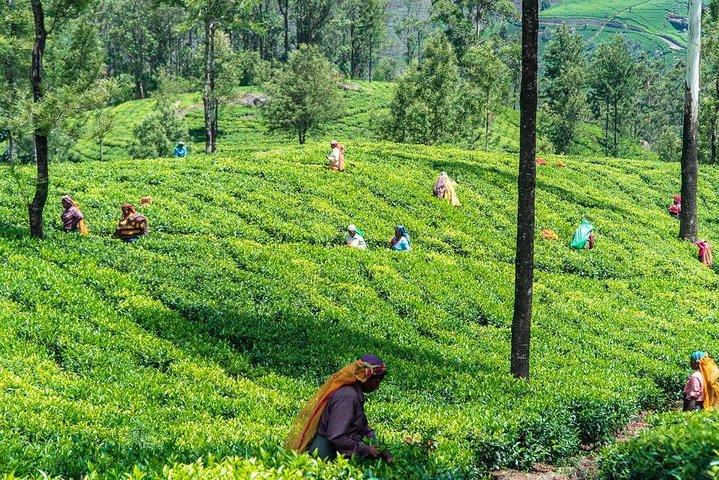 Szenische Zugfahrt Ella zum Nationalpark Horton Plains und zum Tropfen Nuwara Eliya
