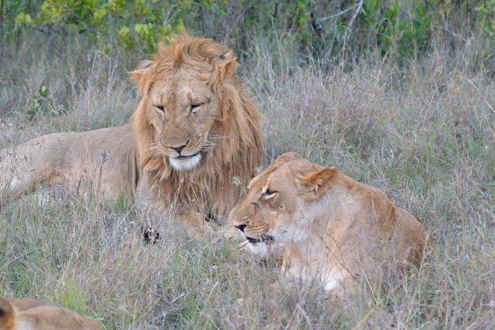 Excursion de luxe de 4 jours et 3 nuits à la réserve de chasse du Masai Mara
