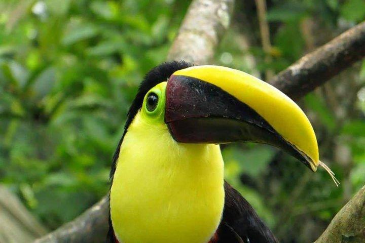 Arenal Birdwatching Tour- Guided Nature Experience