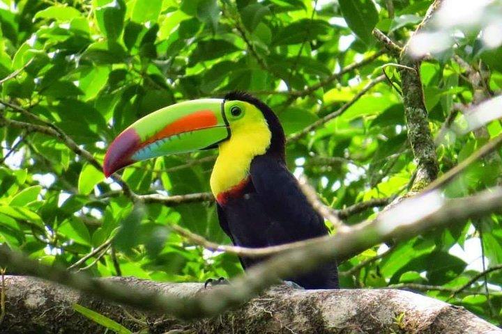Arenal Birdwatching Tour- Guided Nature Experience