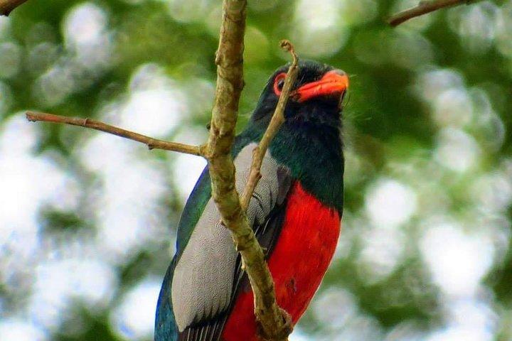 Arenal Birdwatching Tour- Guided Nature Experience