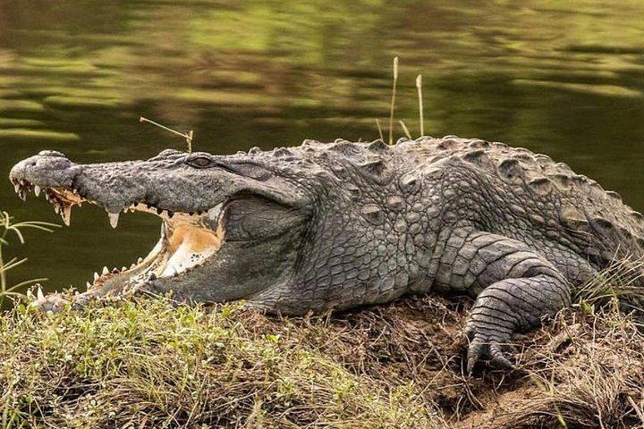 Yala halvdags safari