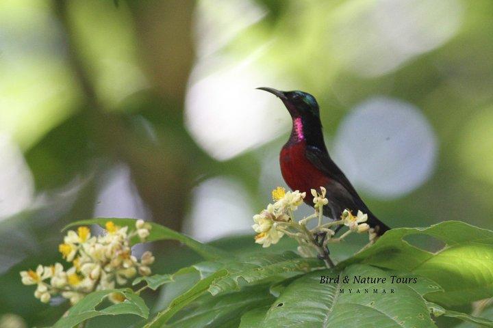 Half-Day Bird Watching Tour i Yangon