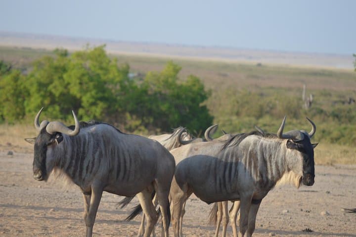 2 Days Amboseli National Park Safari
