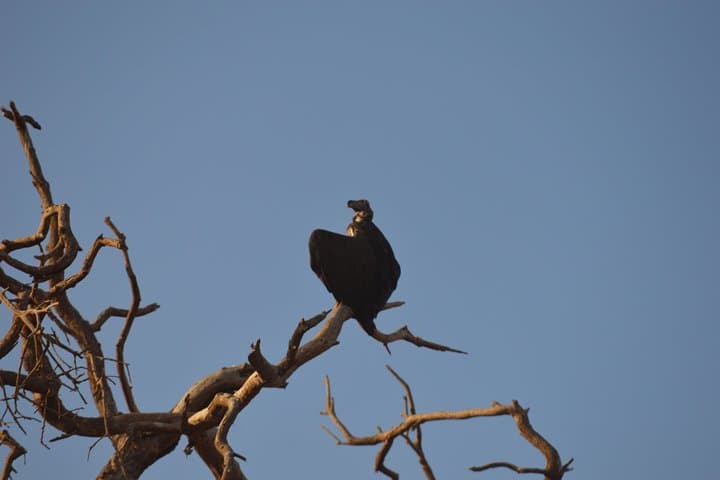2 Days Amboseli National Park Safari