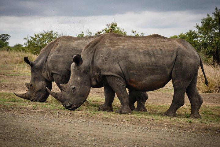 2 Days Lake Nakuru Safari