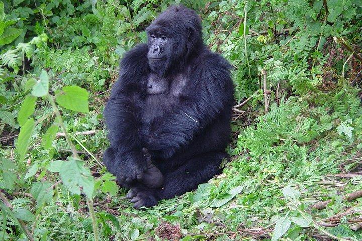 1 dages Gorilla-vandring