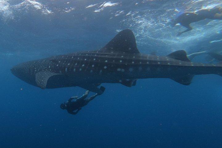 プライベートツアーでジンベイザメと泳ぐ