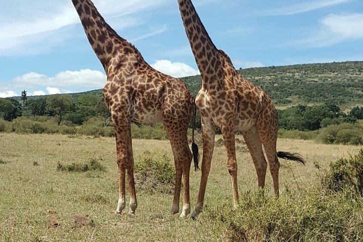 3 Tage, 2 Nächte Jeep Safari/Tour zum Maasai Mara Wildreservat