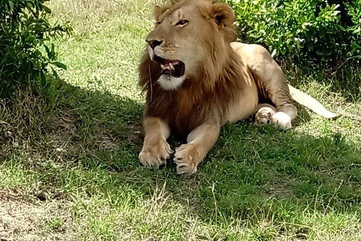 2泊3日ジープサファリ/マサイマラ動物保護区へのツアー