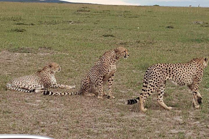 2泊3日ジープサファリ/マサイマラ動物保護区へのツアー