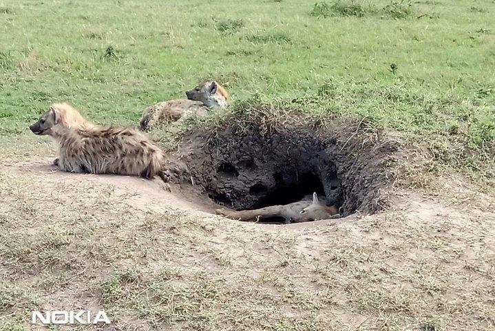 2泊3日ジープサファリ/マサイマラ動物保護区へのツアー