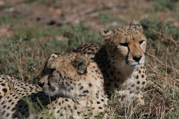 Aquila Safari Game Drive, Lunch & Shared Transfers from Cape Town