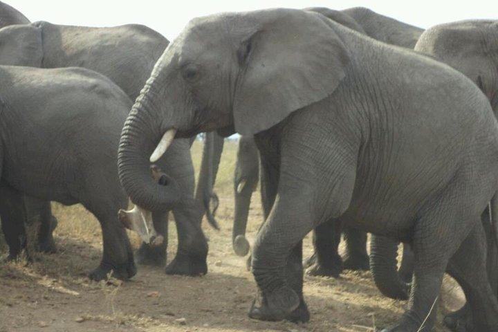 1 dag Tarangire National Park Dagtochten