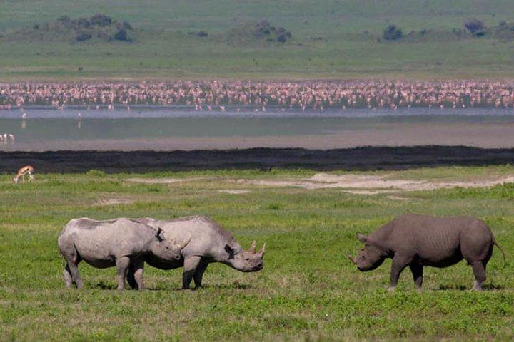 Safari in Tanzania 5 giorni: Manyara, Ngorongoro, Serengeti