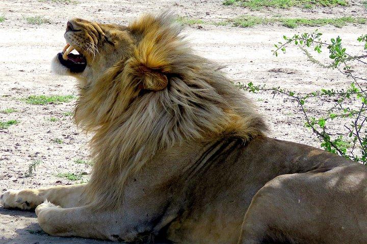 Safari in Tanzania 5 giorni: Manyara, Ngorongoro, Serengeti