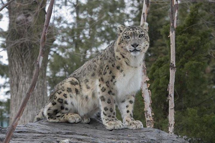 4D シアターへのアクセス付きセントラル パーク動物園入場チケット
