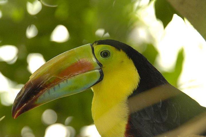 4D シアターへのアクセス付きセントラル パーク動物園入場チケット